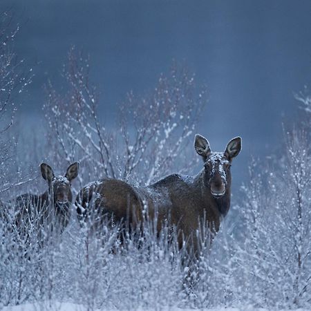 Sorrisniva Arctic Wilderness Lodge 阿尔塔 外观 照片