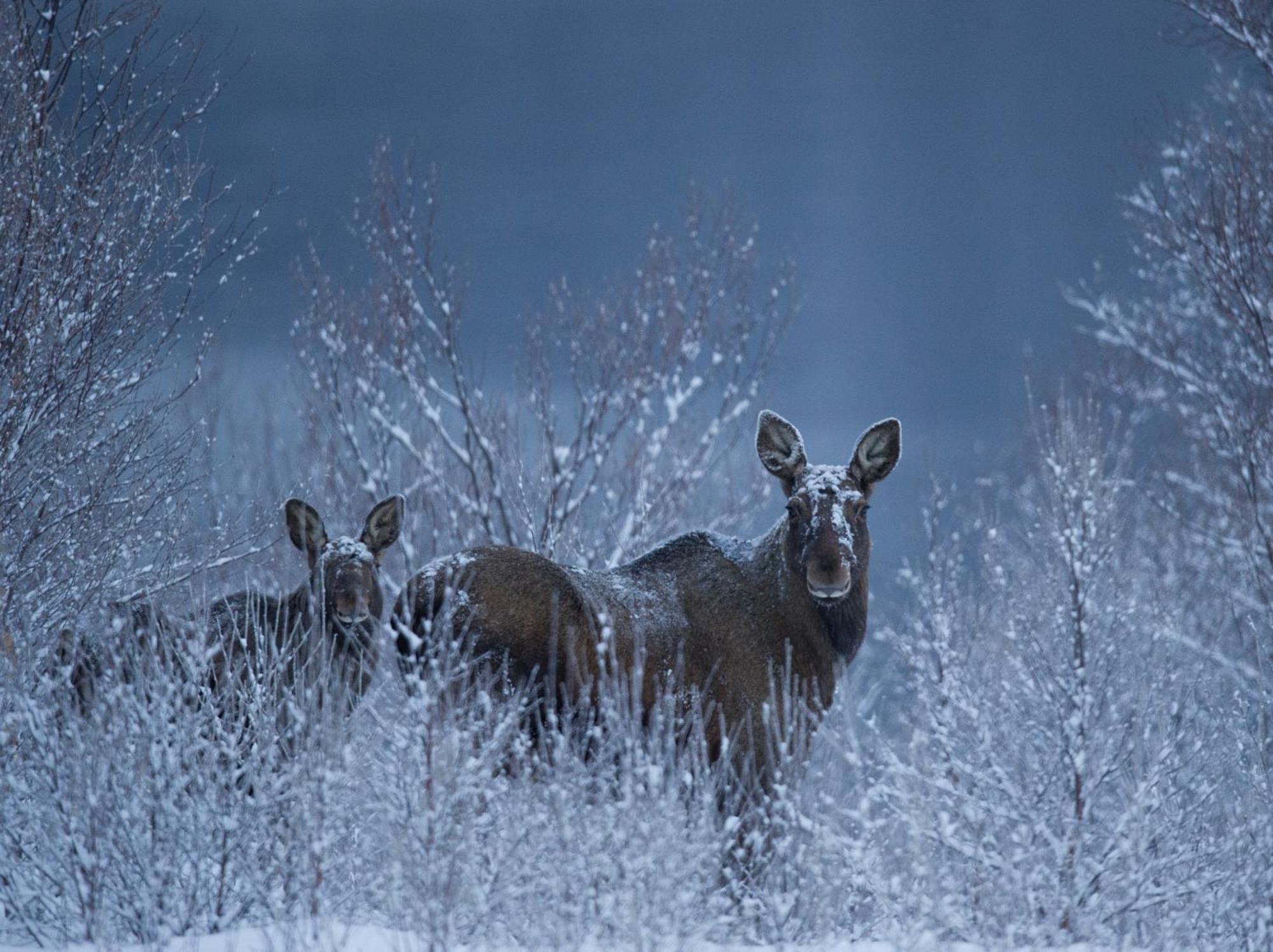 Sorrisniva Arctic Wilderness Lodge 阿尔塔 外观 照片
